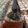Gymnocalycium bodenbenderianum ssp. intertextum BKS 145