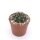Gymnocalycium bodenbenderianum ssp. intertextum BKS 145