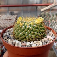Mammillaria marksiana