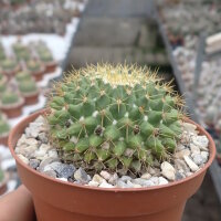 Mammillaria marksiana