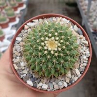 Mammillaria marksiana