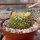 Mammillaria marksiana