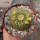 Mammillaria marksiana