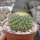 Mammillaria marksiana