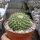 Mammillaria marksiana