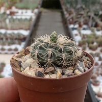 Gymnocalycium parvulum ssp. amoenum
