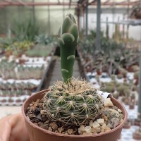 Gymnocalycium parvulum ssp. amoenum