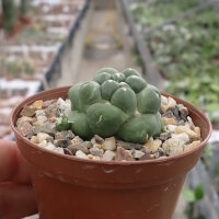 Coryphantha elephantidens cv. inermis