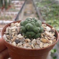 Coryphantha elephantidens cv. inermis