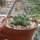 Coryphantha elephantidens cv. inermis