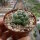 Coryphantha elephantidens cv. inermis