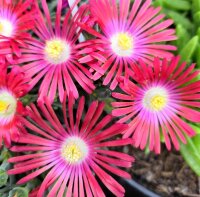 Delosperma cv. Oscar Mpetha (dw)