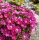 Delosperma cv. Leuchtend Pink (dw)