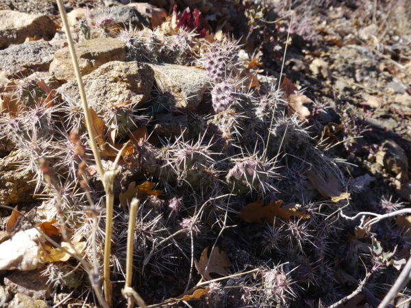 Opuntia fragilis  Gunnison Co., Colorado 2500m  (dw)