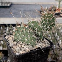 Opuntia polyacantha cv. Nebraska Orange  (dw)
