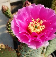 Opuntia basilaris v. aurea cv. Red Neck (dw)