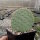 Opuntia basilaris v. aurea cv. Red Neck (dw)