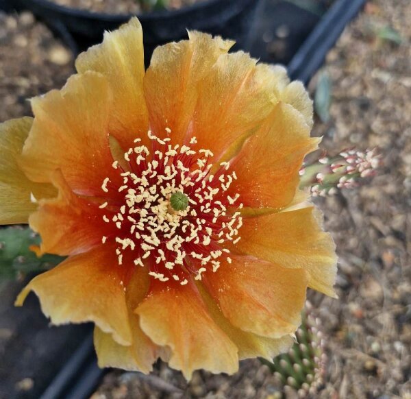 Opuntia basilaris v. aurea cv. Mandarin Sunrise (dw)