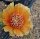 Opuntia basilaris v. aurea cv. Mandarin Sunrise (dw)