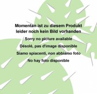 Opuntia basilaris v. aurea cv. Purple Pads (dw)