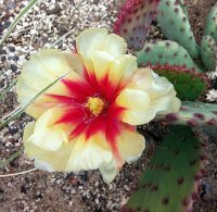 Opuntia basilaris v. aurea cv. Purple Pads (dw)