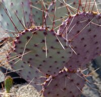 Opuntia basilaris v. aurea cv. Purple Pads (dw)