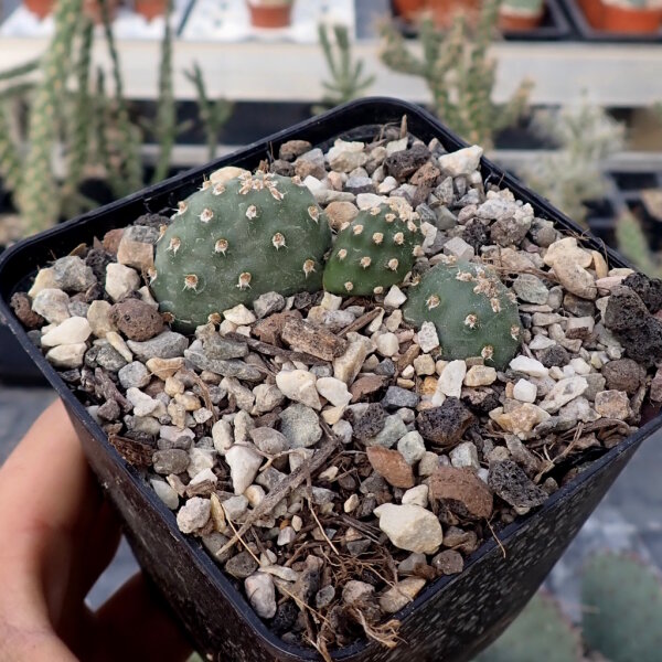 Opuntia x debreczeyi cv. Alberta Sunset (dw)