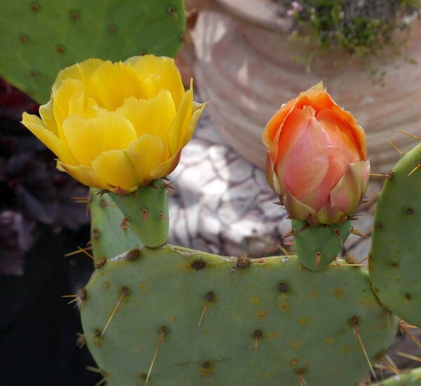 Opuntia sanguinocula (dw)