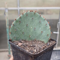 Opuntia sanguinocula (dw)