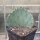 Opuntia sanguinocula (dw)
