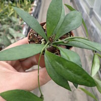 Dischidia acutifolia