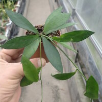 Dischidia acutifolia