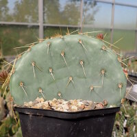 Opuntia macrocentra cv. Huben (dw)
