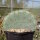 Opuntia macrocentra cv. Huben (dw)