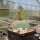 Opuntia macrocentra cv. Huben (dw)