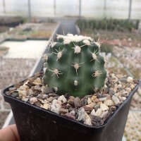 Echinocereus triglochidiatus f. brevispinum Panayoti (dw)