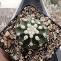 Echinocereus triglochidiatus f. brevispinum Panayoti (dw)