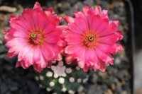 Echinocereus triglochidiatus f. brevispinum Panayoti (dw)
