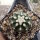 Echinocereus triglochidiatus f. brevispinum Panayoti (dw)