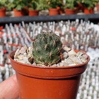 Sulcorebutia lada-horacekii ASK 227