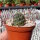 Sulcorebutia lada-horacekii ASK 227