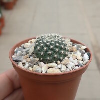 Rebutia binnewaldiana