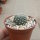 Rebutia binnewaldiana