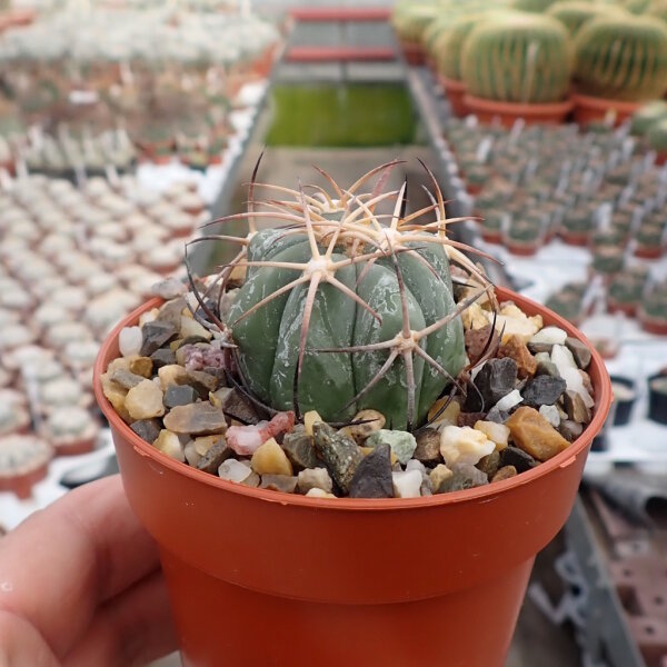 Echinocactus horizonthalonius PC 72 La Luz, Coahuila, Mx