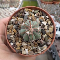 Echinocactus horizonthalonius PC 72 La Luz, Coahuila, Mx