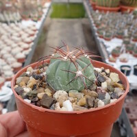 Echinocactus horizonthalonius PC 72 La Luz, Coahuila, Mx