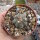 Echinocactus horizonthalonius PC 72 La Luz, Coahuila, Mx