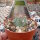 Echinocactus horizonthalonius PC 72 La Luz, Coahuila, Mx