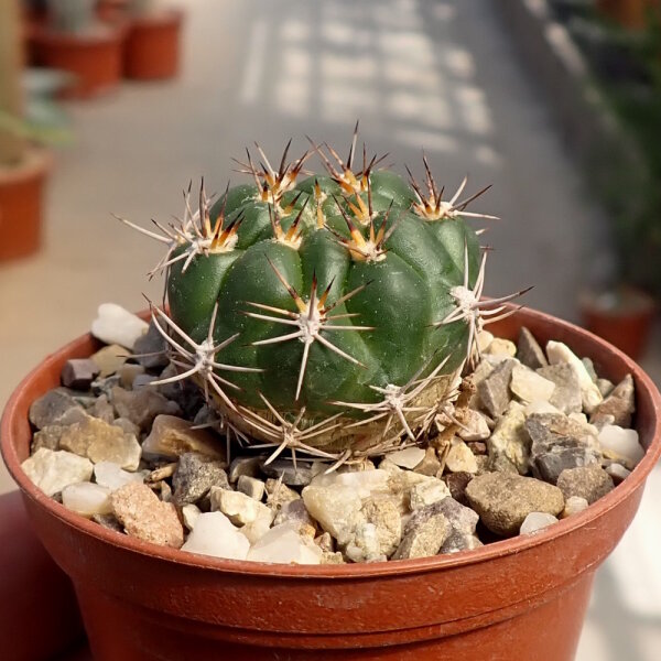 Weingartia coloradensis HJ 1145