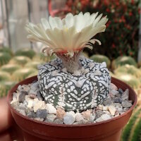 Astrophytum asterias cv. Super Kabuto V-Type